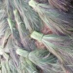 ABOUT COTTAGE INDUSTRY